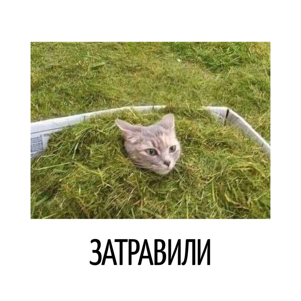 Подборка мемов