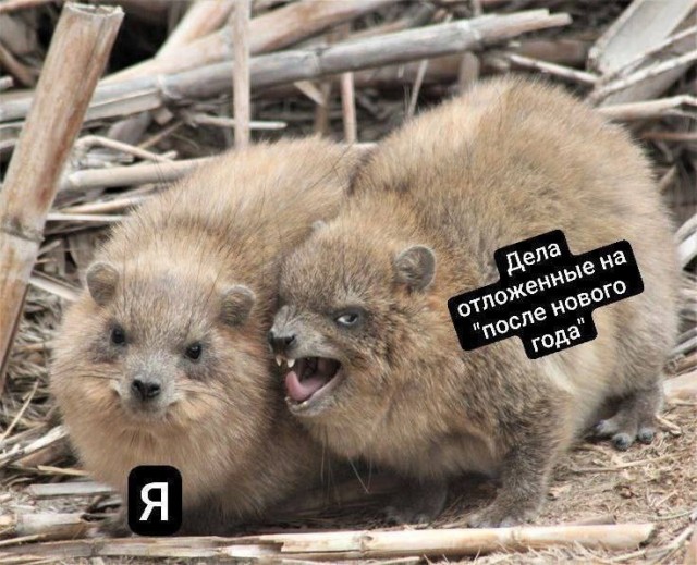 Подборка мемов