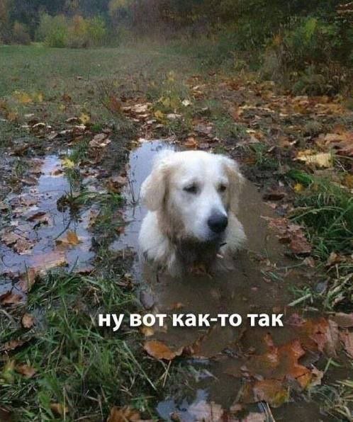 Подборка мемов