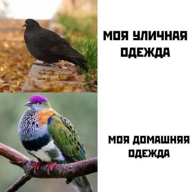 Подборка мемов