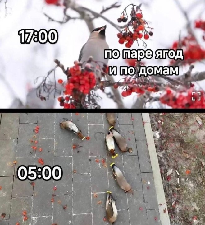 Подборка мемов