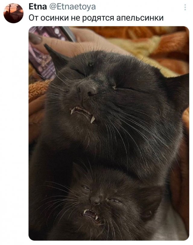 Подборка мемов