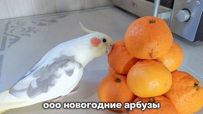 Подборка мемов